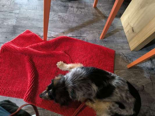 Kleine Hunde brauchen keine Erziehung;)-Beitrag-Bild