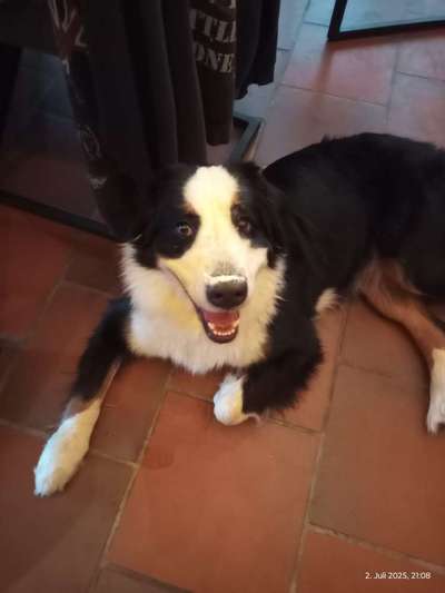Hundetreffen-Gassi und Spielfreunde gesucht-Bild