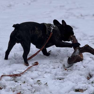 Hundetreffen-Suche Hunde zum kennenlernen-Bild