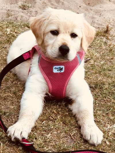 Welpen Bilder !-Beitrag-Bild