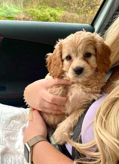 cavapoos-Beitrag-Bild