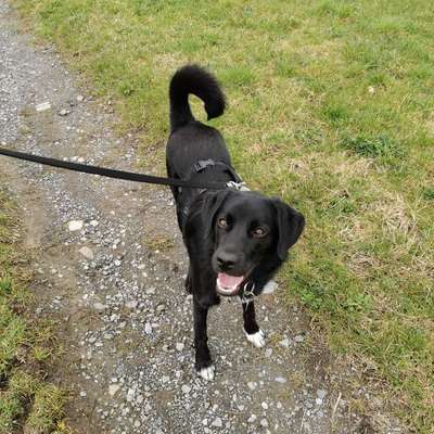 Hundetreffen-Toben, laufen, wandern im Arnsberger Wald-Bild