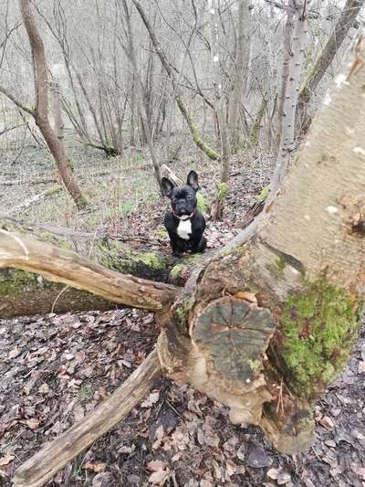 Französische Bulldoggen-Beitrag-Bild