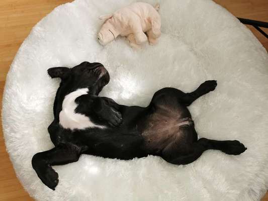 Zeigt her eure Frenchi-Beitrag-Bild