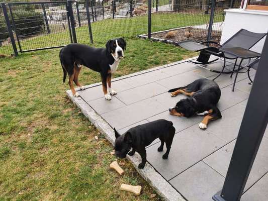 Französische Bulldoggen-Beitrag-Bild