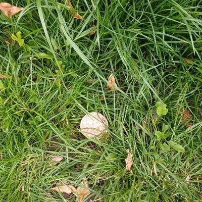 Giftköder-Möglicher Giftköder-Bild