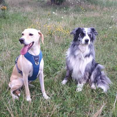 Englisch Pointer Mischlinge 🐶🐾-Beitrag-Bild