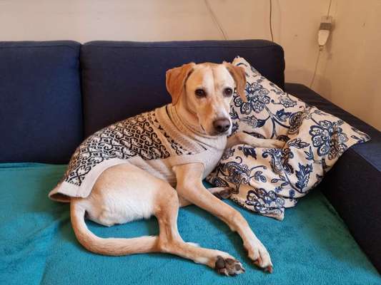 Dogorama Photo Challenge - Tre Chic!-Beitrag-Bild