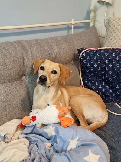 Wie kamst du zu deinem Hund?-Beitrag-Bild