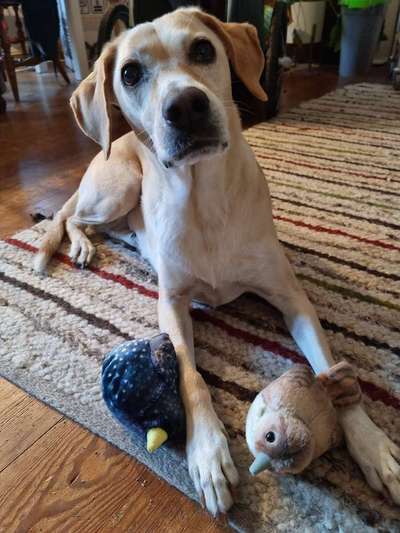 Zeige deinen Schatz mit seinem Lieblingsspielzeug.-Beitrag-Bild