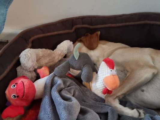 Zeige deinen Schatz mit seinem Lieblingsspielzeug.-Beitrag-Bild