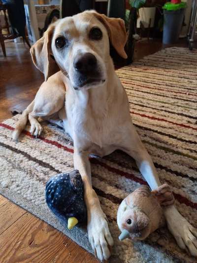 Hund aus dem Spanischen Tierschutz-Beitrag-Bild