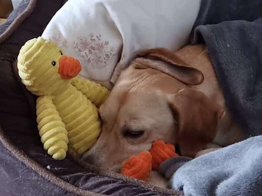 Zeige deinen Schatz mit seinem Lieblingsspielzeug.-Beitrag-Bild