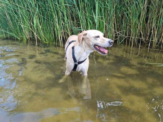 Schwimmen-Beitrag-Bild