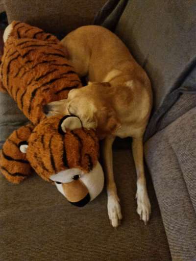 Zeige deinen Schatz mit seinem Lieblingsspielzeug.-Beitrag-Bild