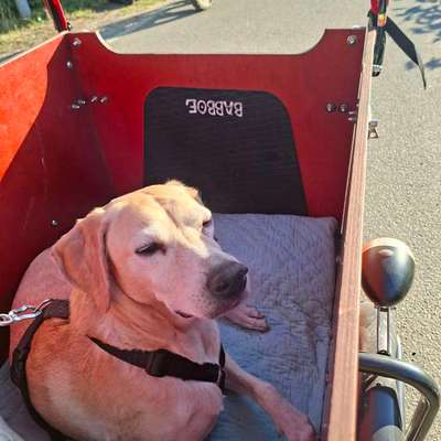 Urlaubsorte mit Lastenrad-Verleih?-Beitrag-Bild
