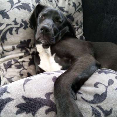 Mischlinge - die beste Rasse die es gibt-Beitrag-Bild