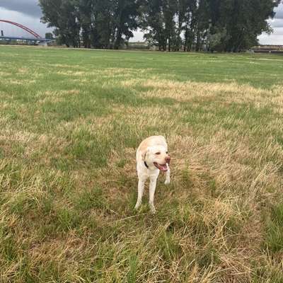 Hundetreffen-Gassirunde-Bild