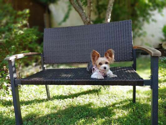 Yorkshire Terrier-Beitrag-Bild