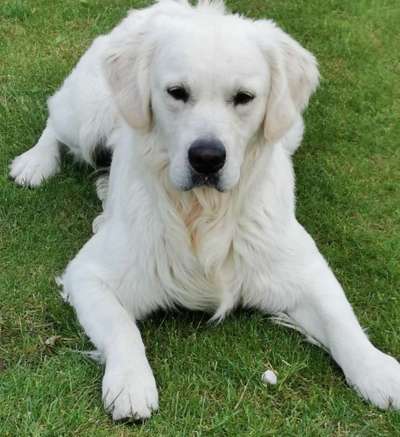 Golden Retriever-Beitrag-Bild