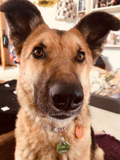 Deutsche Schäferhunde, Belgische Schäferhunde.-Beitrag-Bild