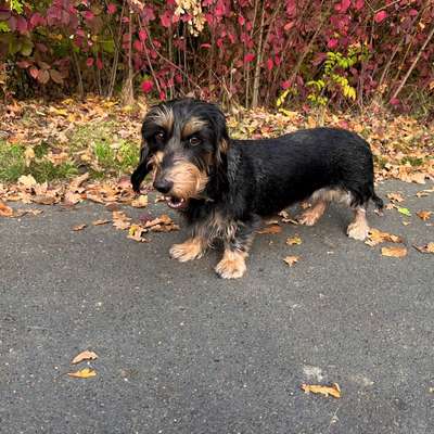 Hundetreffen-Gemeinsame Spaziergänge und spielen-Bild