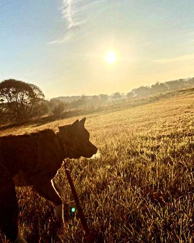 Die Dogorama Wochen Challenge-Beitrag-Bild