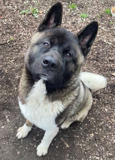Akita Inu/American Akita (Mix) halter.-Beitrag-Bild