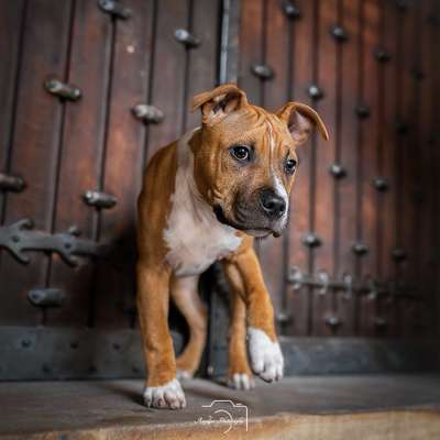 Tierfotografen-Angelina Photography Art-Bild