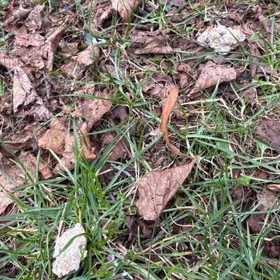 Giftköder-Eventuell Giftköder-Bild