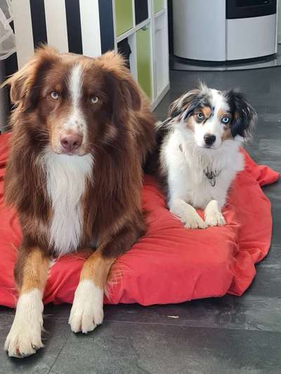 Australian Shepherd Freunde/innen-Beitrag-Bild