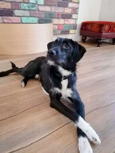 Podenco-Mix in NRW-Beitrag-Bild