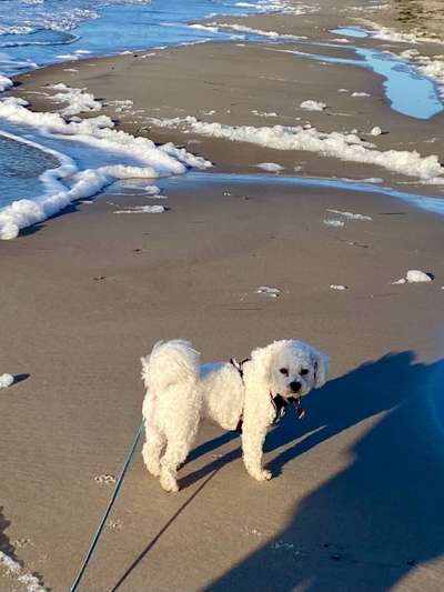 Bichon Friese-Beitrag-Bild