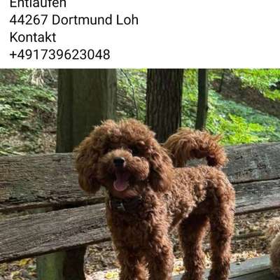 Suchmeldung-Anouk-Bild