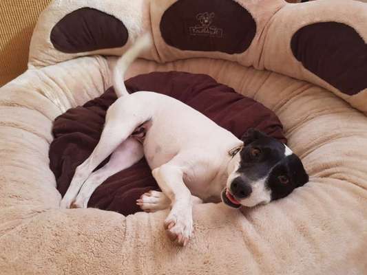 Die Dogorama Kalender Challenge 4/4-Beitrag-Bild