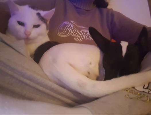 Jack Russel-Beitrag-Bild