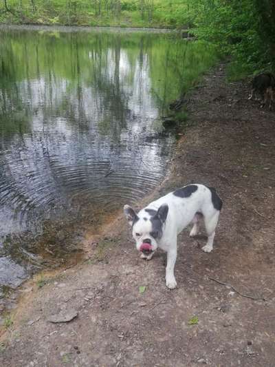 Dogorama-Monats-Challenge-Mai "Wasser"-Beitrag-Bild