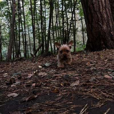 Welpen Bilder !-Beitrag-Bild