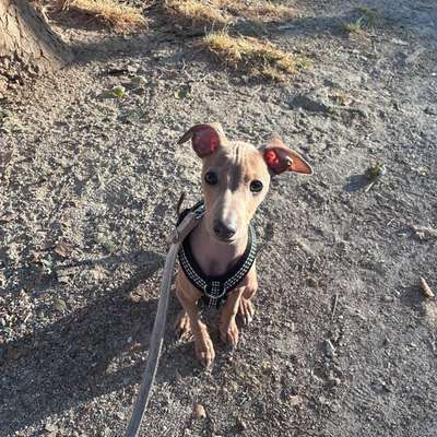 Hundetreffen-Welpentreffen Köln innenstadtbereich-Bild