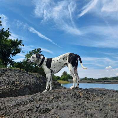 Hundetreffen-Gemeinsame Spiele & Wanderrunden-Bild