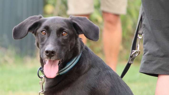 Podenco-Mix in NRW-Beitrag-Bild