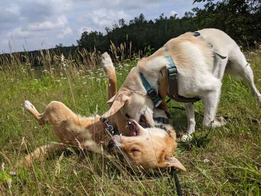 Die Dogorama Wochen Challenge "Friends will be Friends"-Beitrag-Bild