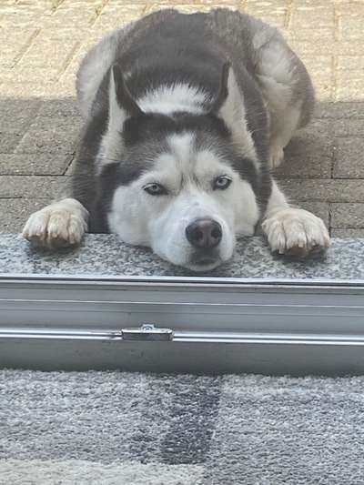 Husky-Beitrag-Bild