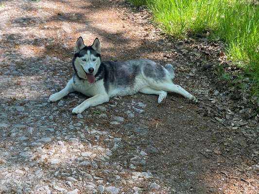 Husky-Beitrag-Bild