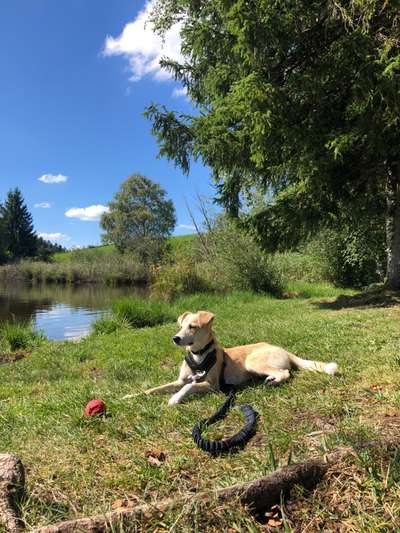 Hundetreffen-Gassi- und Spielkumpel gesucht 🐾☺️-Bild