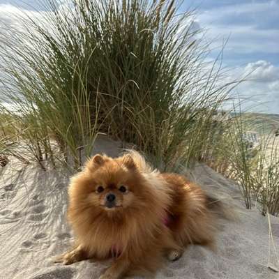 Hundetreffen-Zwergspitz / Kleinhunde Gassirunde-Bild