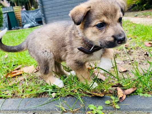 Welpen Bilder !-Beitrag-Bild