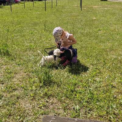 Hundetreffen-Welpentreffen in Lütten Klein 💜-Bild