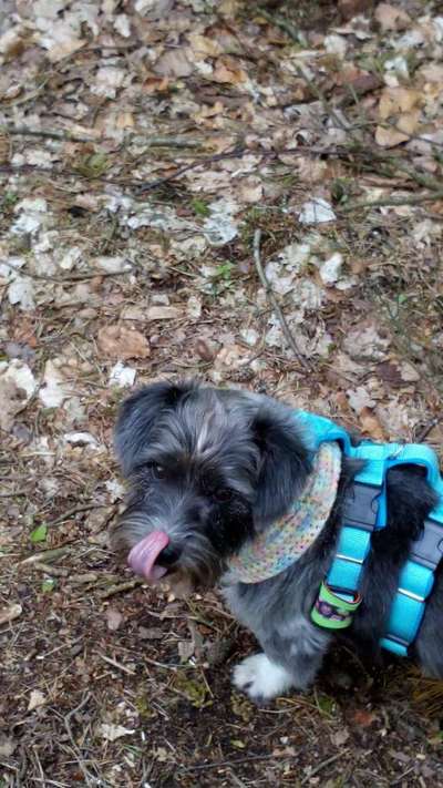 Unsere Fellnasen im Regenbogenland-Beitrag-Bild