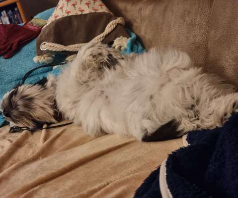 Welpen Bilder !-Beitrag-Bild